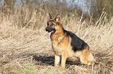 BERGER ALLEMAND 966